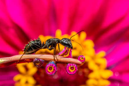 A large black ant on a flower petal with water drops in which a pretty pink zinnia flower is...