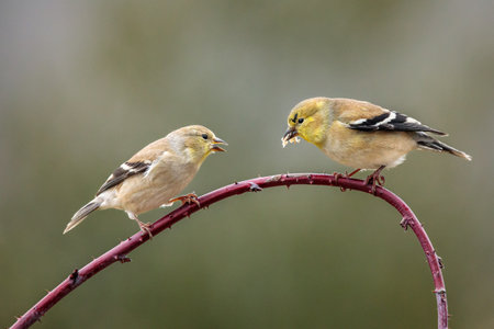 A pair of American Goldfinches squabble over a sunflower seed while perched on a wild red raspberry cane on a chilly winter afternoon.の写真素材