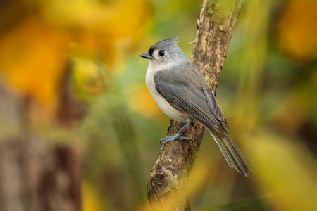 A sweet little Tufted Titmouse perched on a twig in the woods surrounded by fall colored leaves that create a yellow bokeh around the gray bird.の写真素材