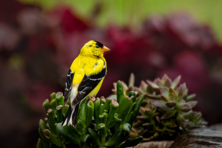 A brilliant yellow American Goldfinch perches on a Hobbit Jade succulent near a water fountain.