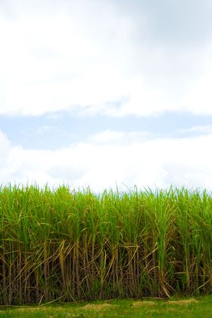 Fields against skyの写真素材