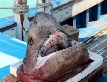 shark head on fish market in Greece island Zakynthosの写真素材