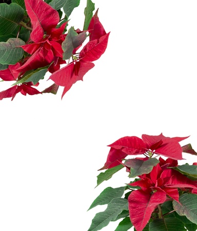 Puansettia red flower  isolated on white backgroundの写真素材