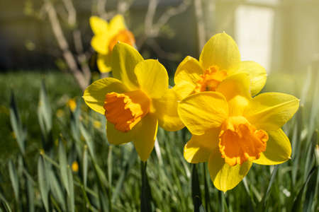 Daffodils in a sunny spring garden nice yellow flowers