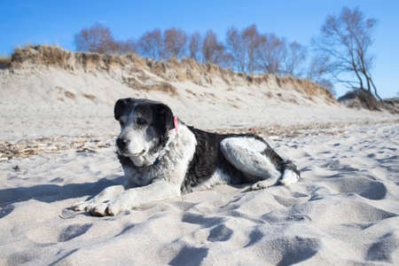 Cute lonely dog lies on the beach near the ocean. Homeless dog is resting on the sand.の写真素材