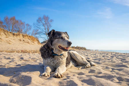 Cute lonely dog lies on the beach near the ocean. Homeless dog is resting on the sand.の写真素材