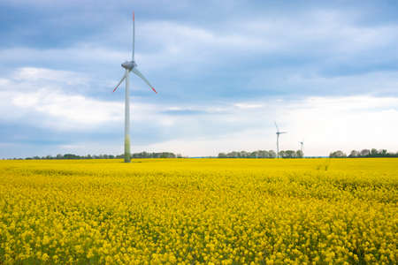 Blooming rapeseed field and wind power turbines during sunny day.