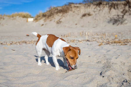 The Dog Jack Russell Terrier on the beach licking the sandの写真素材