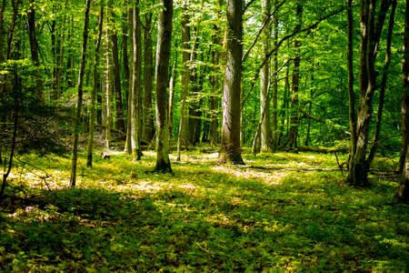 Forest panorama with sun shining through branches in summer.
