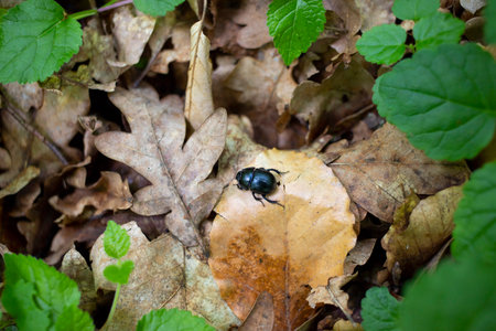 A dung beetle on the forest ground.
