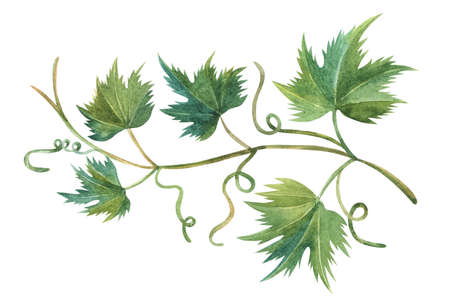 Grapevine leaf hand drawn watercolor illustration. Grapes tree green with swirls.の写真素材