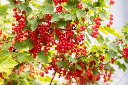 Bush of red currant with red ripe berriesの写真素材