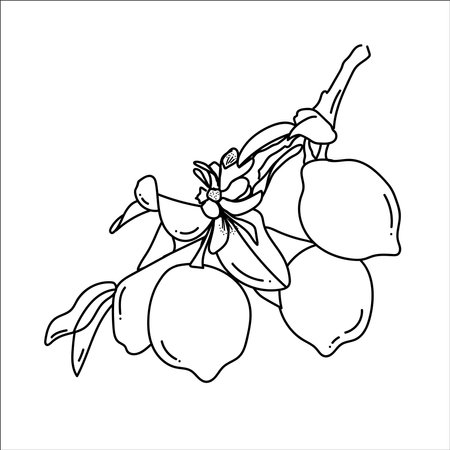 Vector isolated lemon tree branch contour line graphic drawing.のイラスト素材