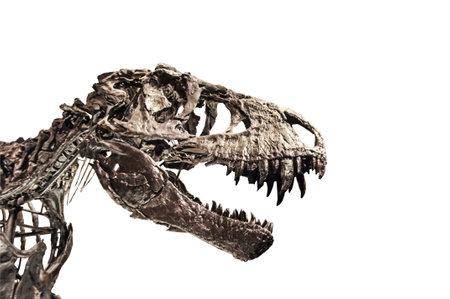 Tyrannosaurus T rex skeleton from Berlin museum isolated on white backgroundの写真素材
