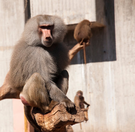 Male hamadryas baboon is walking on the groundの写真素材