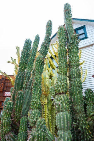 Collection of cacti from around the world, they grow in Barselona amusement park Port Avemturaの写真素材