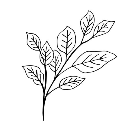 Vector branches and leaves. Hand drawn floral elements. Vintage botanical illustrations.のイラスト素材