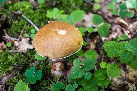 beautiful closeup of forest mushrooms in grass, autumn season. little fresh mushrooms, growing in...