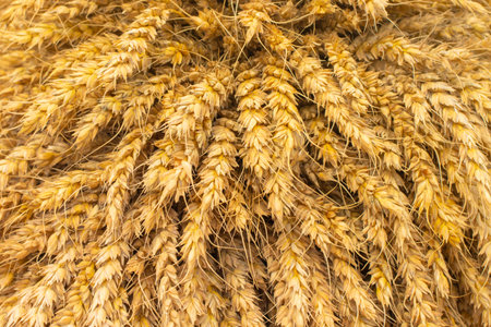 Ears of wheat and wheat grains texture close up background