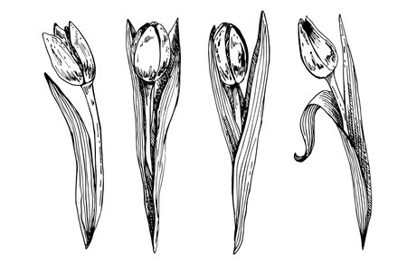 Set of spring flowers tulips branches. ink sketch collection vector illustration.のイラスト素材