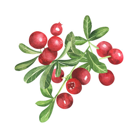 cowberry with green leaves and red berries Vaccinium vitis-idaea, lingonberry, mountain cranberry. Watercolor hand drawn painting illustration isolated on white background.の写真素材