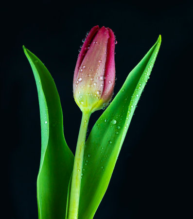 fresh pink tulip with water drops and green leaves on black backgroundの写真素材