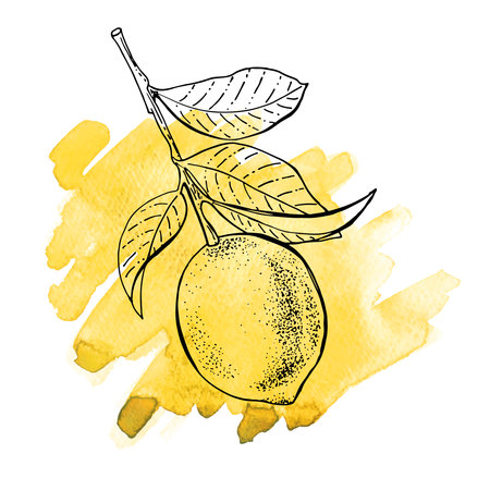 Lemons, hand-drawn. Vector sketch of lemon with watercolor texture on a white background.のイラスト素材