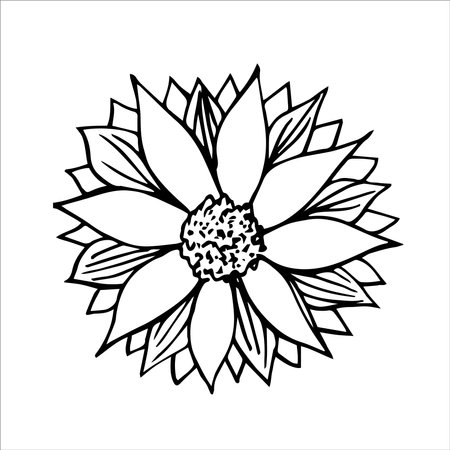 Autumn beautiful flowers set, isolated on white background. Vector hand drawn sketch illustration. Blooming garden plants and floral nature design elementsのイラスト素材