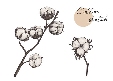 Big cotton flower branch vector illustration isolated on white backgroundのイラスト素材