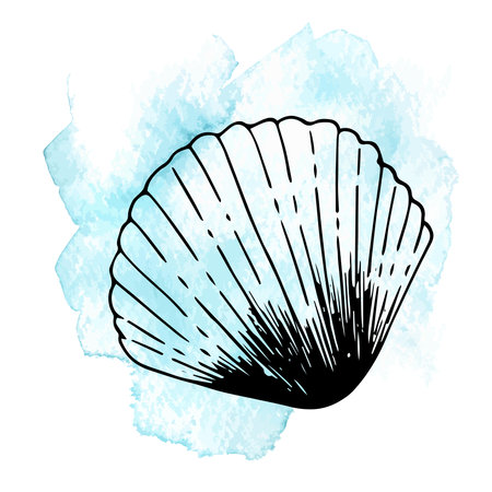 Vector set with seashells on a light background. Sketch style seashells with color. Illustrations for menu, fish restaurant design, hotel spa, surf boards. Design and print on T-shirt, otkrat, phoneのイラスト素材