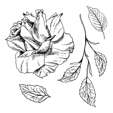 Flower bud blossoming . Hand drawn rose with leavse vector, sketch style. For design, packaging, invitations,のイラスト素材