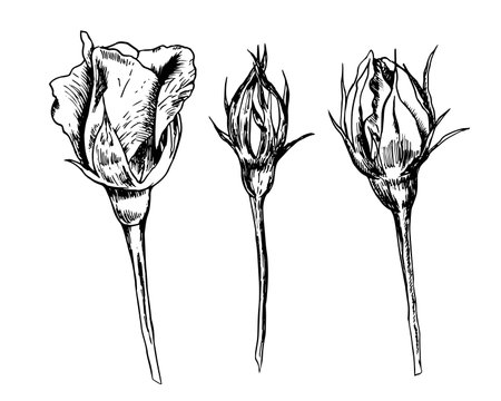 Rose flowers sketch. A sketch of flower buds. Leaves. Branches. Buds. Set of roses. Plants in ink. Hand Drawing Live nature sketch. Garden plantsのイラスト素材