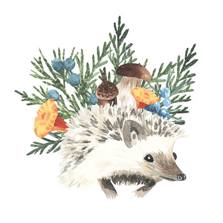 Cute hedgehog. watercolor illustration. forest animal. autumn nature. colorful leaves. wildlife. hand drawn isolated on white. Woodland concept with juniper berries. For cards, design, decoration.の写真素材