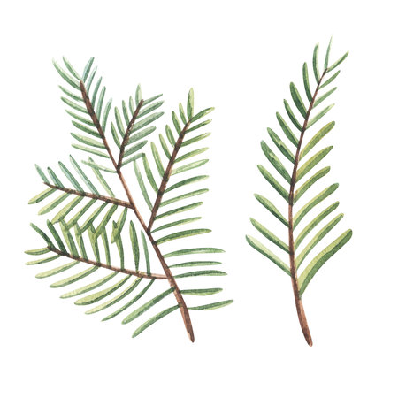 Isolated Christmas evergreen branch, leaves, greenery, fir tree thuja etc. watercolor. Hand drawn illustration collection on white background. Water colour drawing.の写真素材