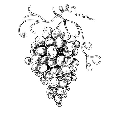 Grapes sketch hand drawn . Wine vine close up outline, leaves, berries. Black and white clip art isolated on white background. Antique vintage engraving illustration for design, logo wineのイラスト素材