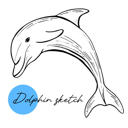 A bottlenose dolphin sketch. Hand drawn vector illustration. Sea mammal. For design, web.のイラスト素材