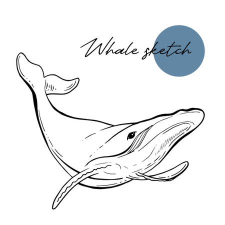 Vector hand drawn illustration of humpback whale. Sketch detailed line engraving style. For web, design, packaging, advertisement.のイラスト素材
