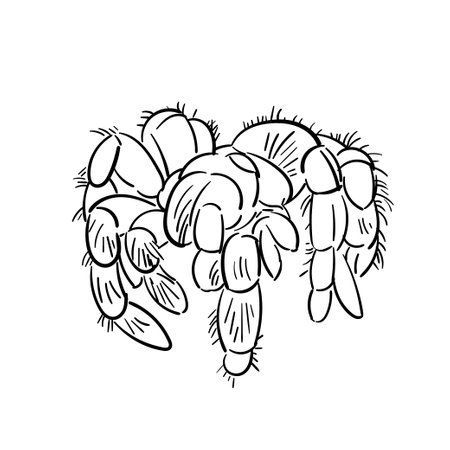 spider tarantula vector color drawing. Doodle spider illustration hand drawn.のイラスト素材