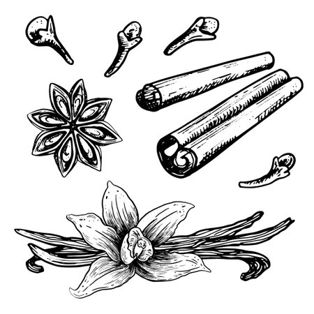 Ink hand drawn spices set. Sketch Vector aromatic ingredient in engraving style. Isolated on white backgroundのイラスト素材