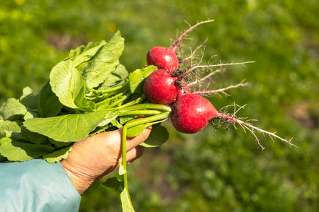 Woman is holding in her hands the new freshly harvested first crop of radishes from greenhouse. Concept of growing healthy organic vegetables, hobby.の写真素材