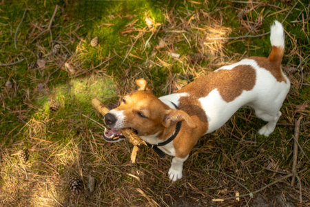 Funny pet jack russel terier dog playing with wooden stick, tree branch. Happy pet walking, running in the forestの写真素材