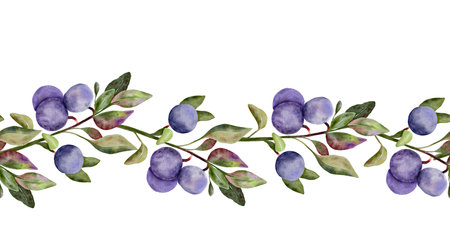 Blueberry seamless border, banner with green leaves on branch, hand drawn watercolor, ripe forest berry. Isolated frame botanical illustration for restaurant, cafe menu, wedding, farmers marketの写真素材
