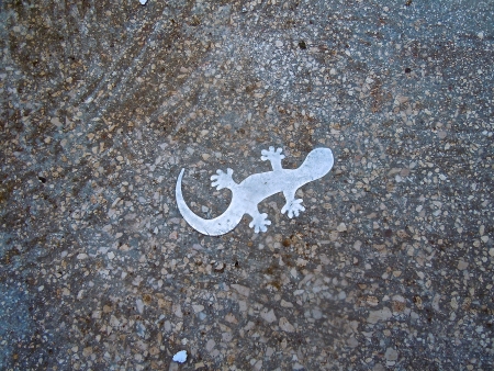 Salamander in Stoneの写真素材