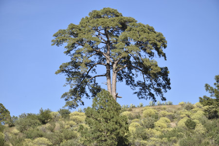 Pine tree on a hillside in Gran Canaria, Spain