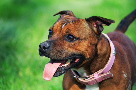 portrait of a Staffordshire bull terrierの写真素材