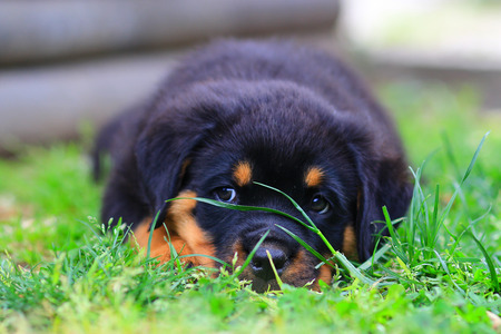 Rottweiler puppyの写真素材
