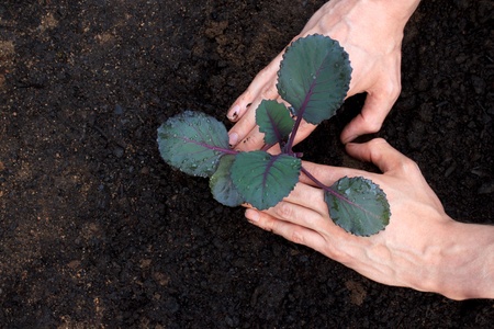 Planting young purple cabbage