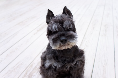 Portrait of black miniature schnauzer on deckの写真素材