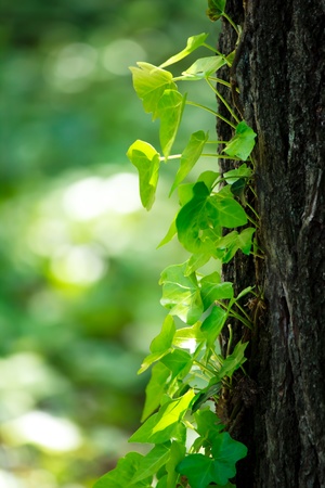 Ivy creeping over tree trunkの写真素材