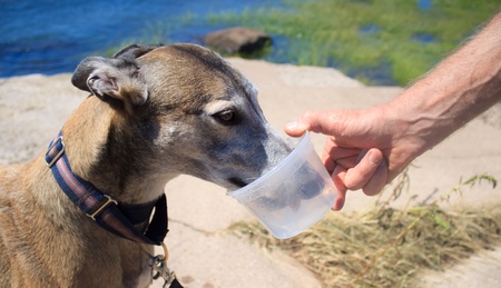 Retired greyhound dog drinking water during dog walkの写真素材